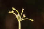 Carolina grasswort